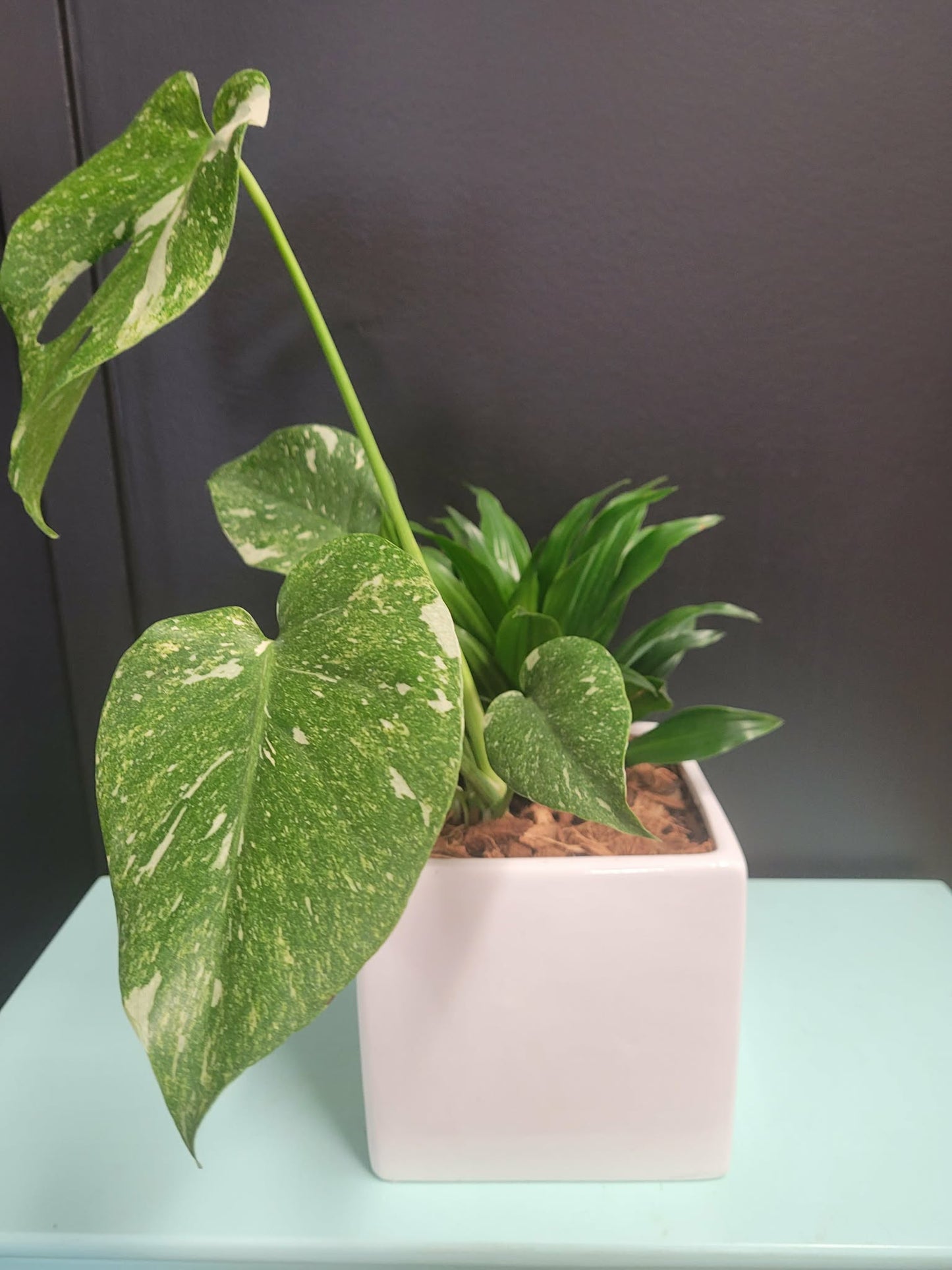 Large Modern Monstera Planter