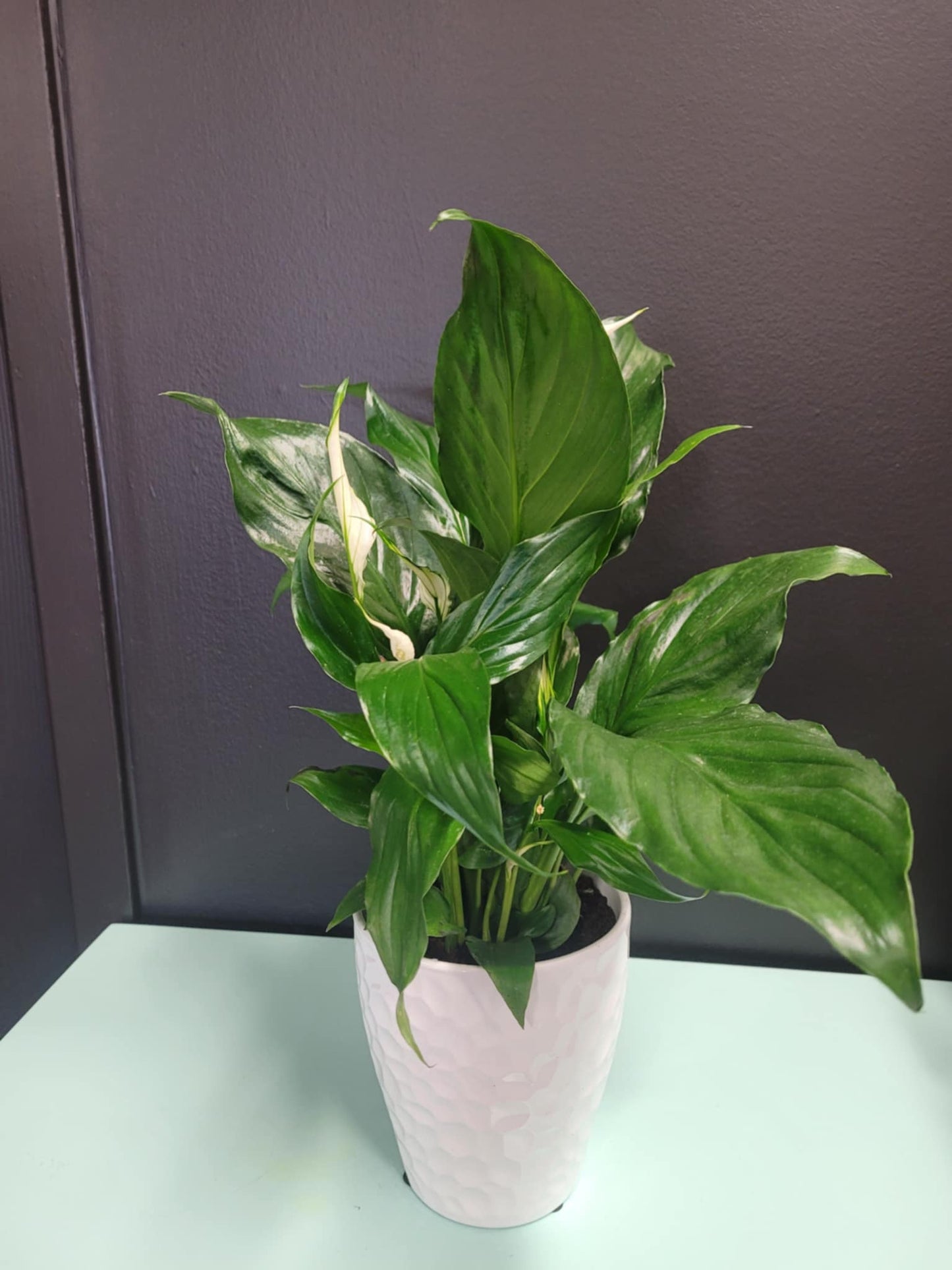 Peace Lily Plant