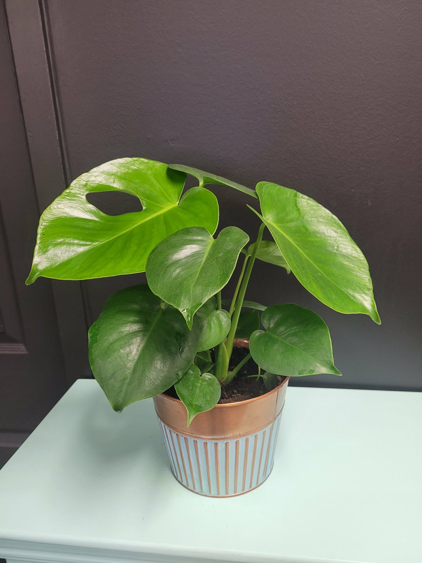 6" Monstera Plant