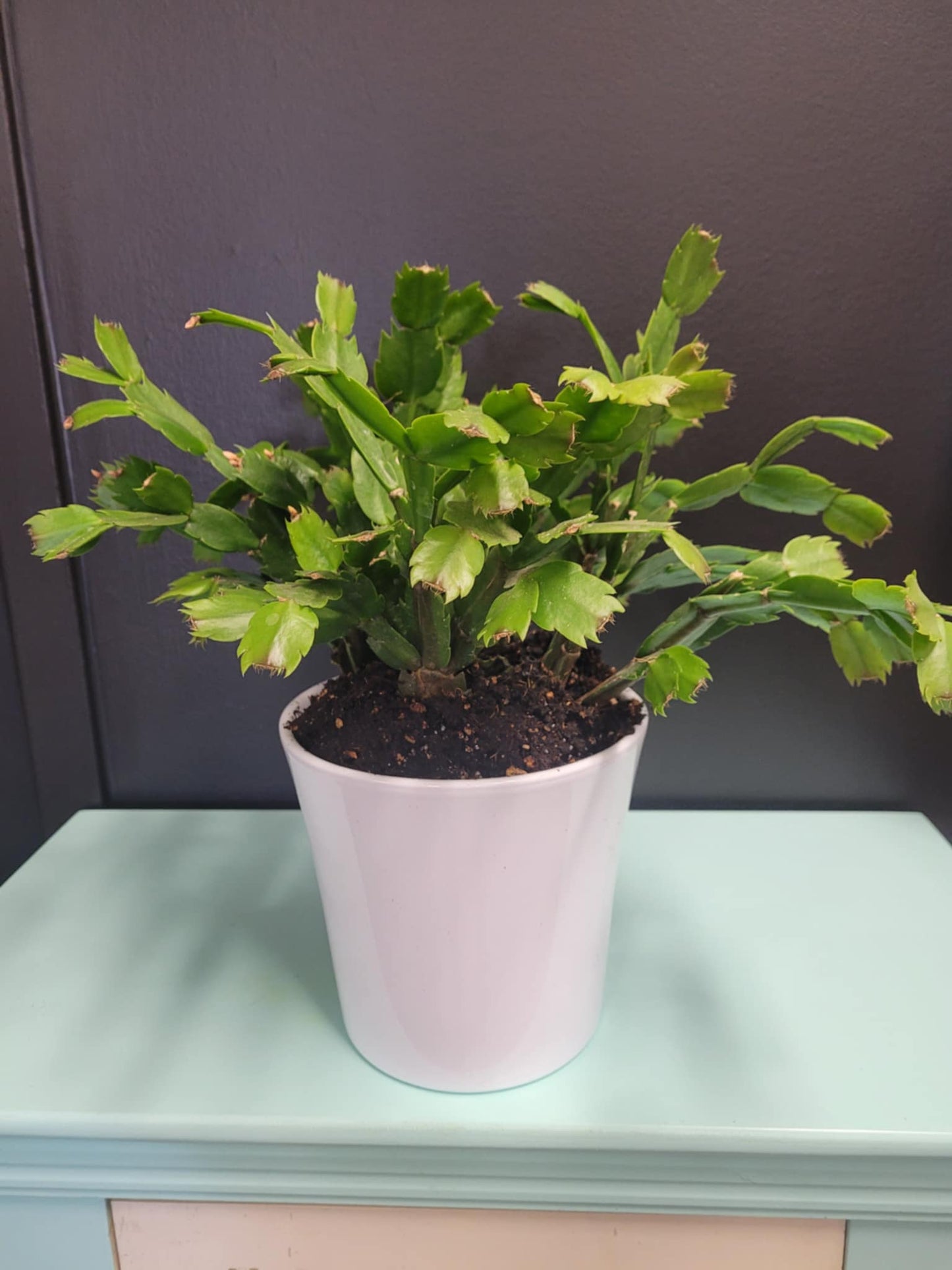 Cactus Plant