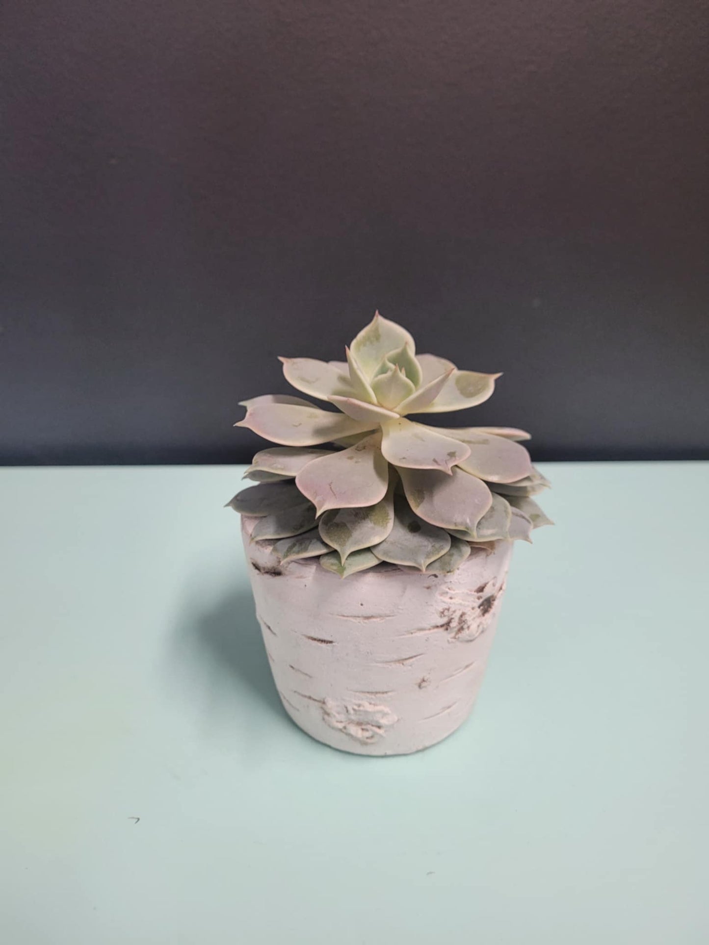 Individual Succulents in Pot