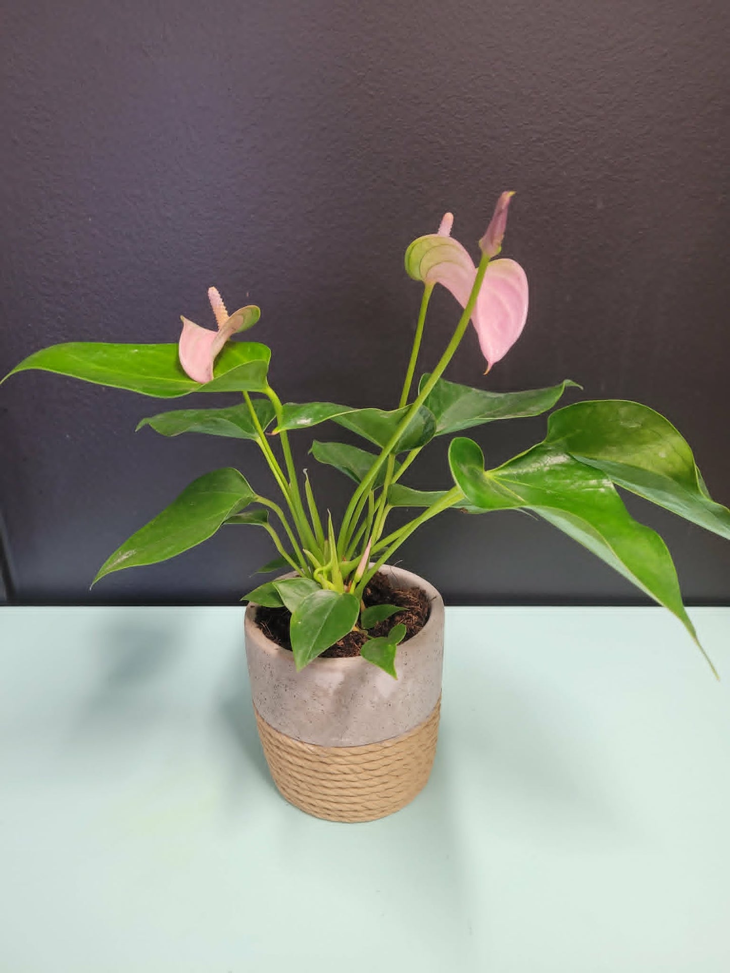 4" Anthirium Plant