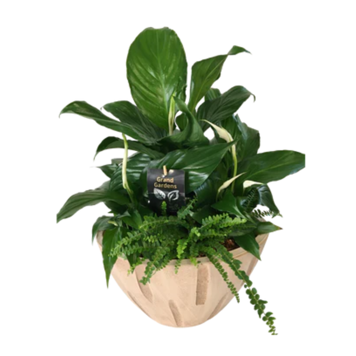 Cream Sympathy Planter