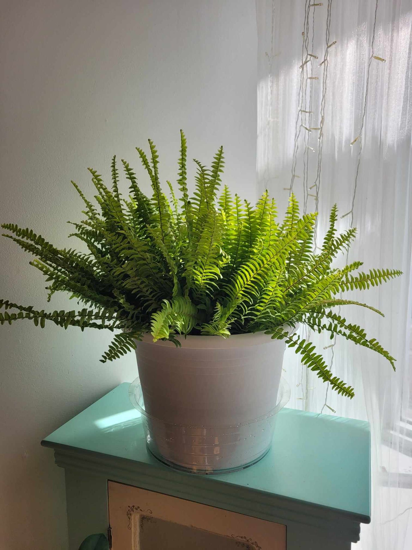 Sword Fern Planter