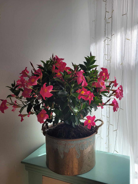 Mandevilla in Large Ornamental Planter