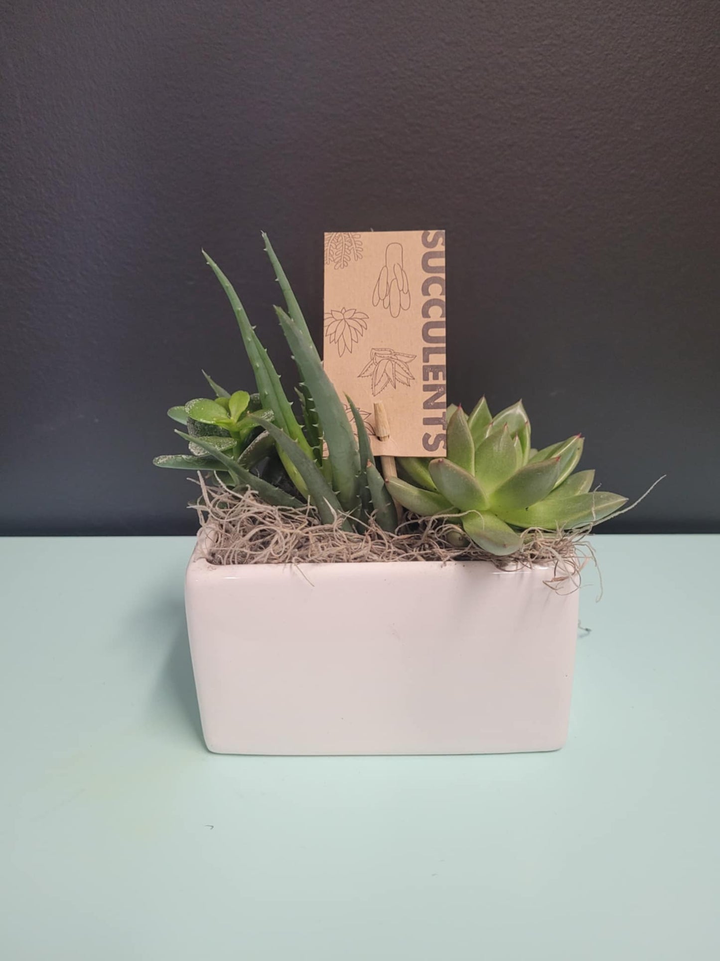 Succulent Planter in White Ceramic Container