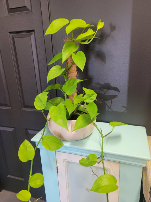 Lime Pothos with Moss Pole