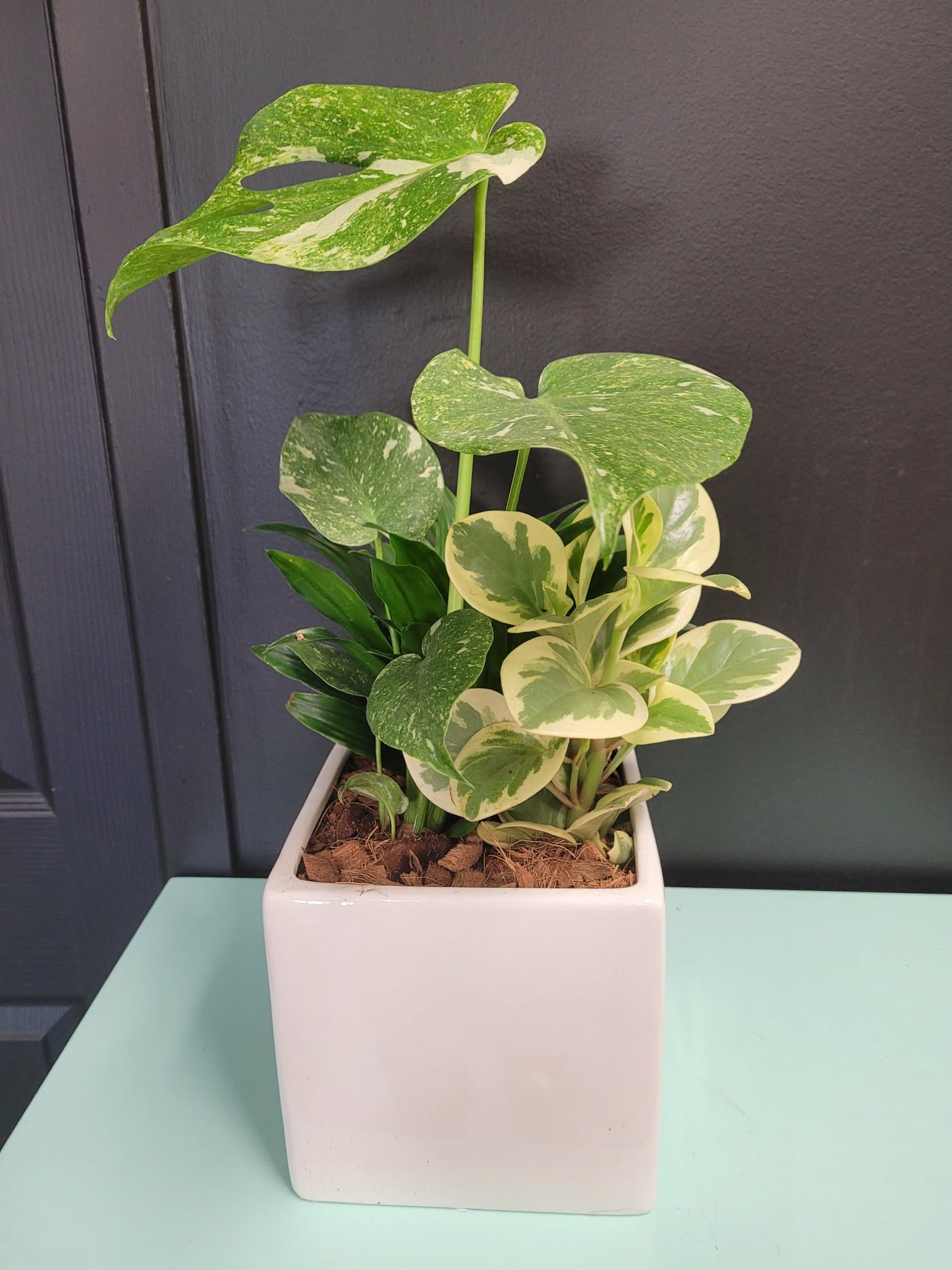 Monstera Large White Square Tropical Planter