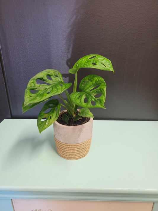 4" Monstera Swiss Cheese Plant