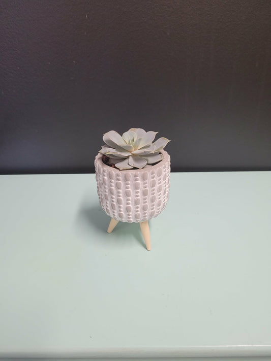 Individual Succulents in Pot