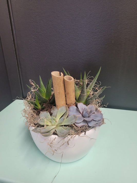 Succulent Dish