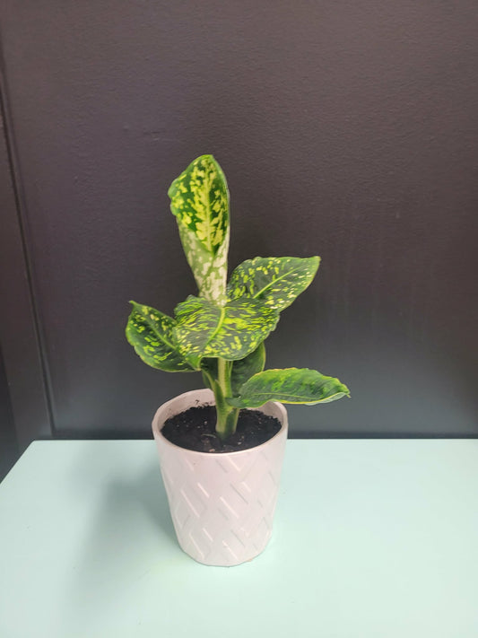 4" Dieffenbachia Reflector Plant