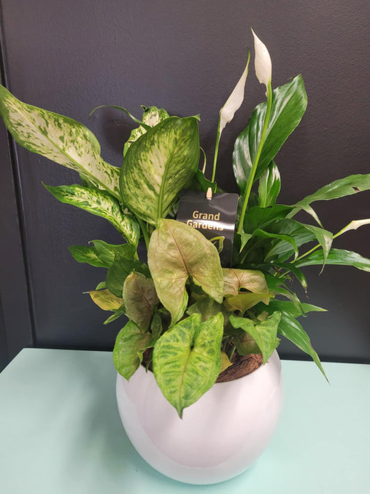 Peace Lily Plant with Tropicals