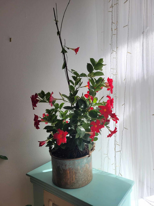 Mandevilla in Ornamental Planter