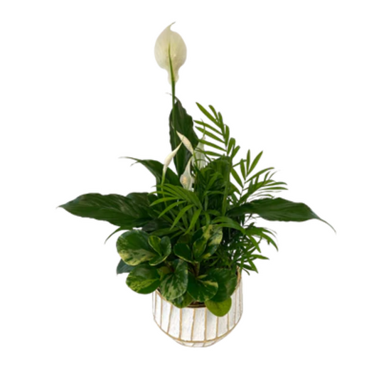 Peace Lily Plant